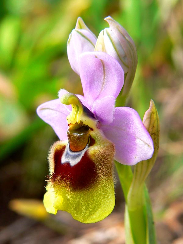 Primavera e orchidee palermitane